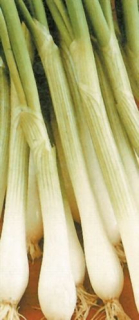 Cibuľa - White lisbon (semená)