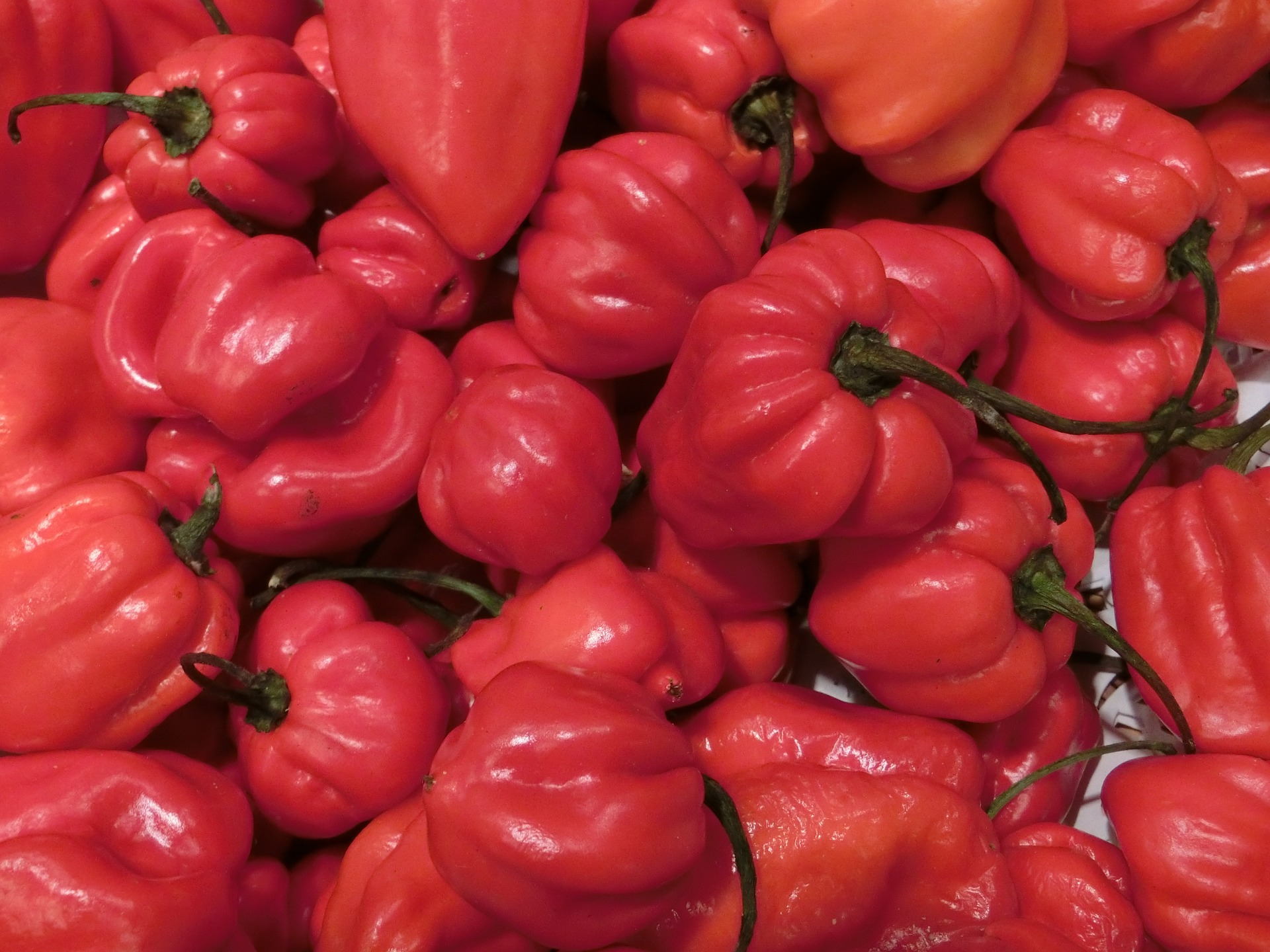 chilli paprička habanero 