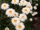 Margarétka - crazy daisy (semená)