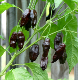 Chilli Machu Picchu (semená) 