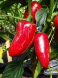 Jalapeno Jalastar (semená)