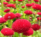 Sedmokráska - Red english (semená)
