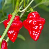 Habanero Tasmanian (semená) chilli