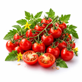 Vilma (semená) paradajka, cherry balkónová