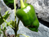 Poblano  (semená)