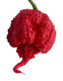 Carolina reaper  (semená)