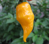 Habanero lemon (semená) chilli