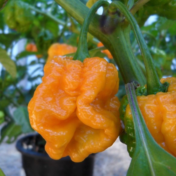 Trinidad Scorpion Orange(semená)
