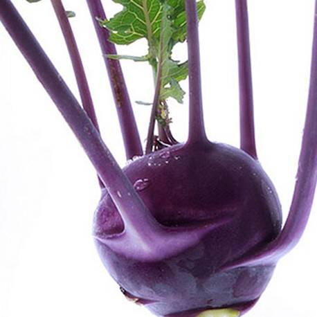 Kaleráb - Delicacy purple (semená)