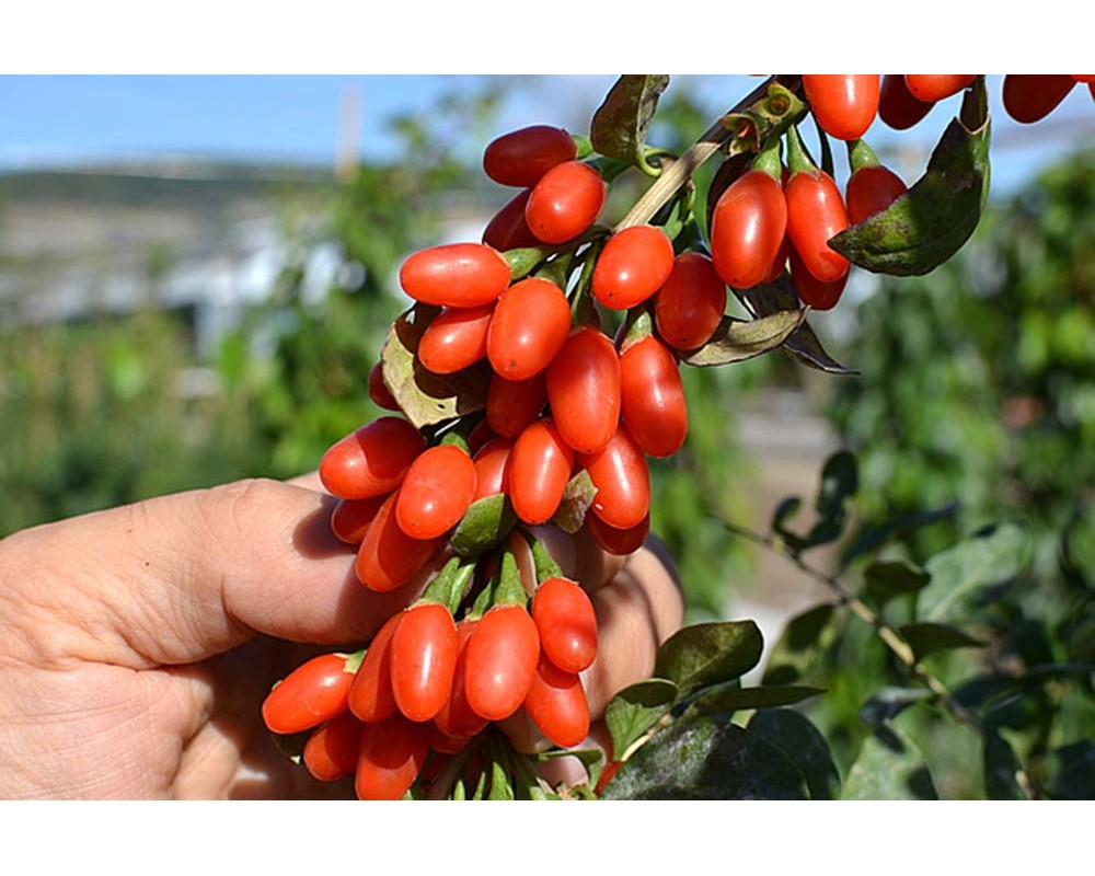 Goji Berry - Lycium Barbarum (semená) 