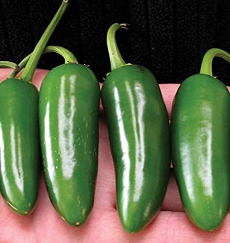Jalapeno M  (semená) Jalapeno M  (semená)