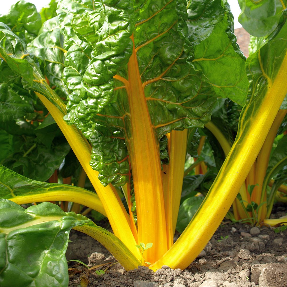Canary Yellow (semená) mangold