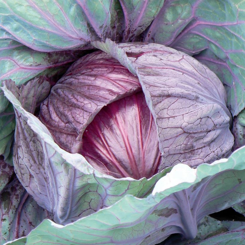 Red Drumhead (semená) kapusta