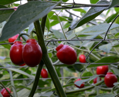 Chilli Mini Rocoto Red (semená)   Chilli Mini Rocoto Red (semená)