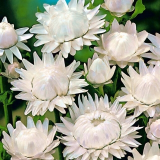 Slamiha slamienková  - Biela dvojkvetá (semená)