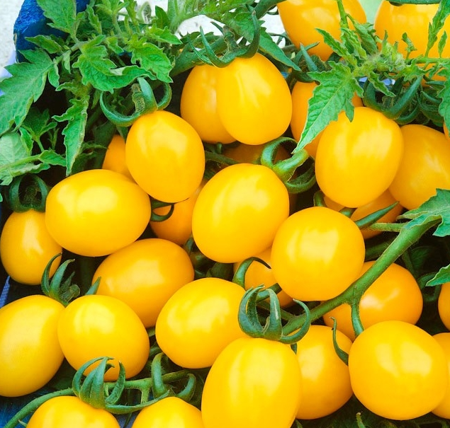 Citrus grape - paradajka (semená)