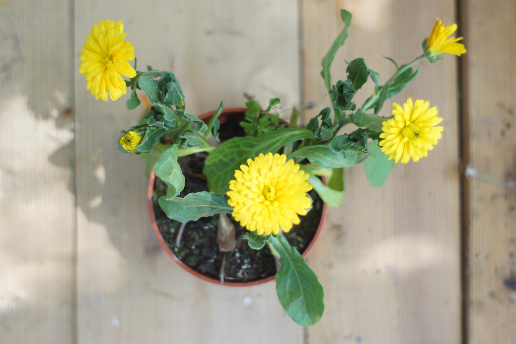 Nechtík lekársky - Calypso yellow (rastlina)