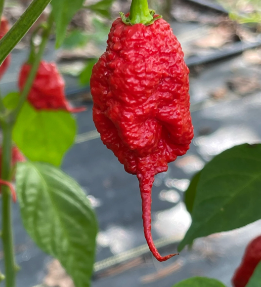 Primotalii (Semená) chilli Primotalii (Semená) chilli