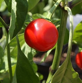 Trinidad red hot cherry (semená)  