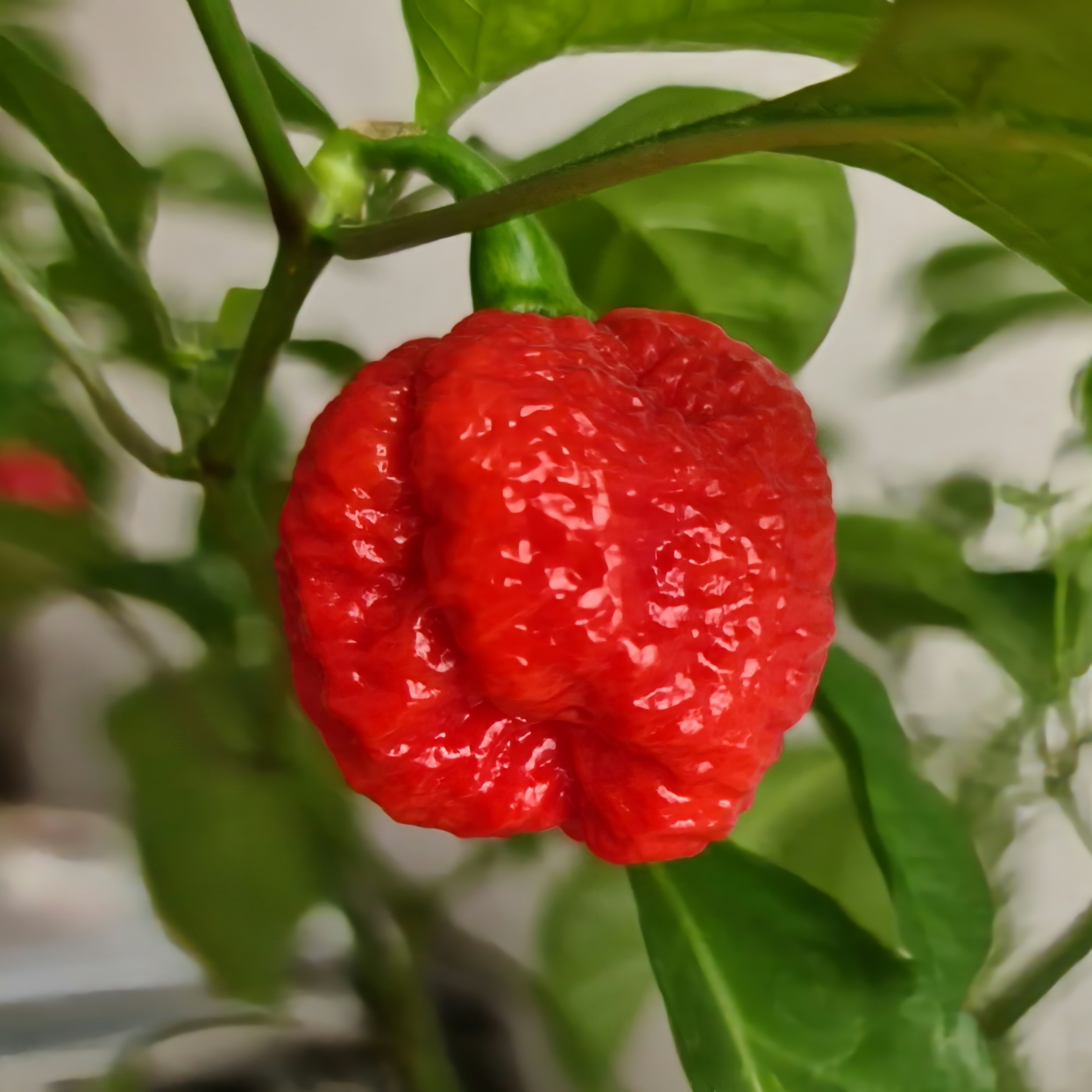 Dragon Breath (semená) chilli Dragon Breath (semená) chilli