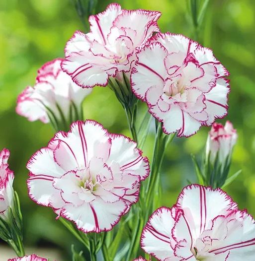 Klinček záhradný – Benigna (semená) Dianthus caryophyllus