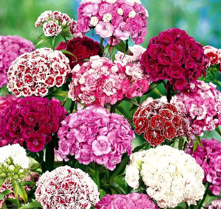 Klinček bradatý – Double Mixed (semená) Dianthus barbatus