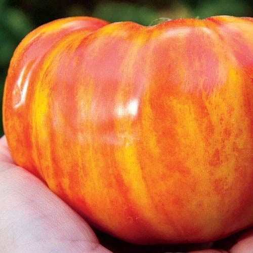 Big rainbow (semená)