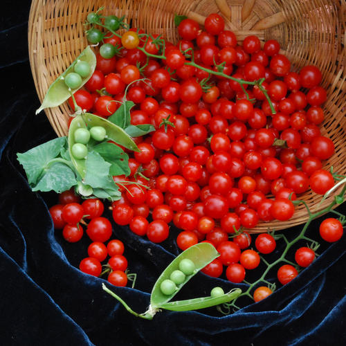Červená mini cherry paradajka (semená)