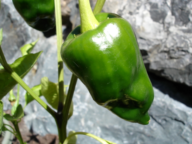Poblano  (semená) Poblano  (semená)