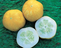 Uhorka - Crystal lemon (semená)