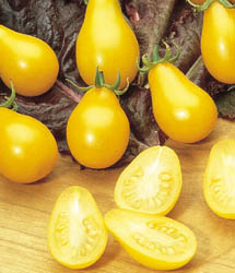 Žltá hrušková cherry paradajka (semená)