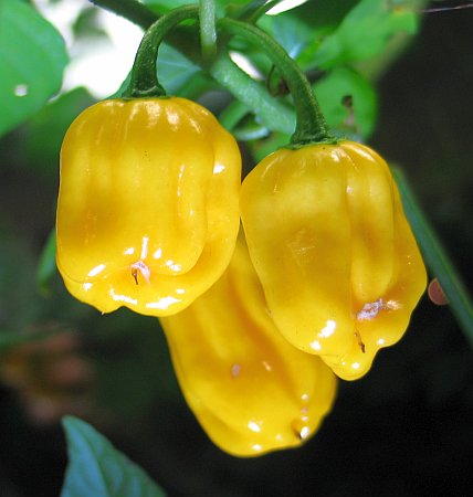 Habanero yellow  (semená)