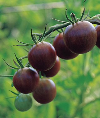 Čierna cherry paradajka (semená)