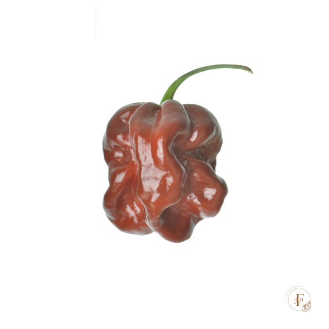 Habanero chocolate  (semená) Habanero chocolate  (semená)