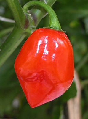 Habanero maya red  (semená)