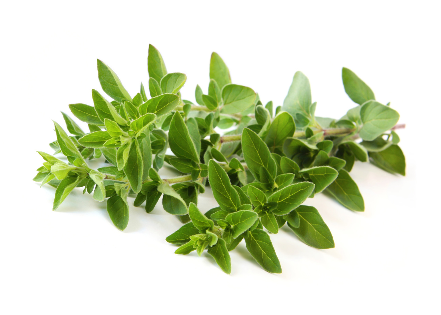 Oregano (semená)