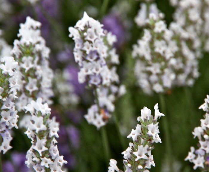 Levanduľa - Edelweiss  biela (rastlina)