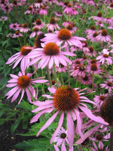 Echinacea fialová (semená)