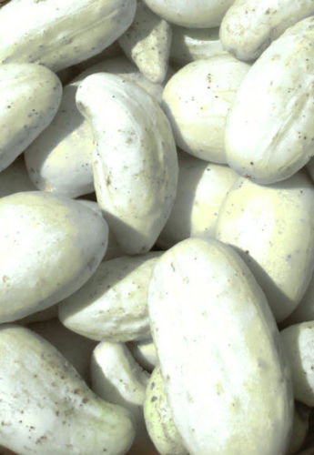 Uhorka - Mini biela (semená)