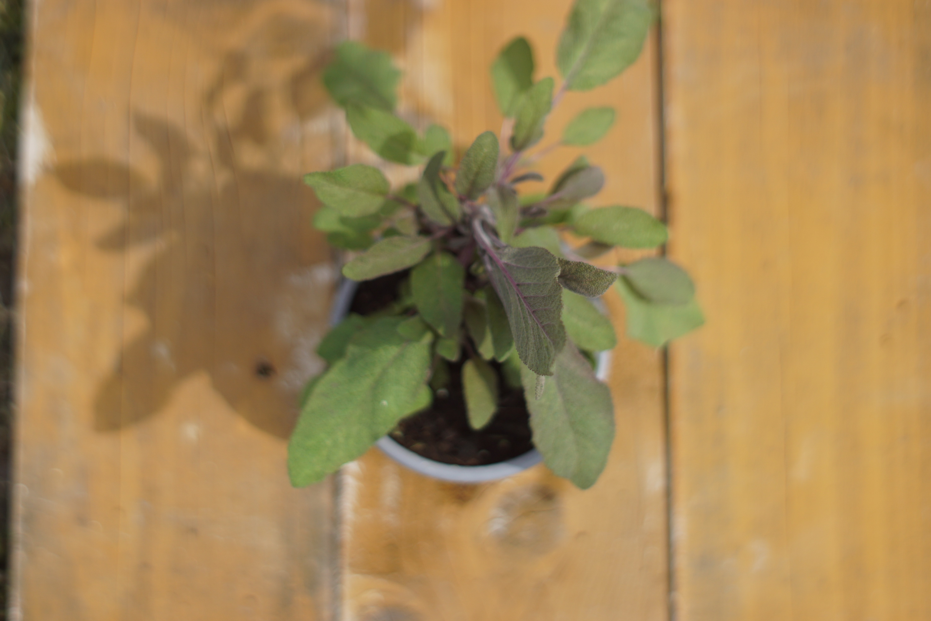 Šalvia purpurea (rastlina)