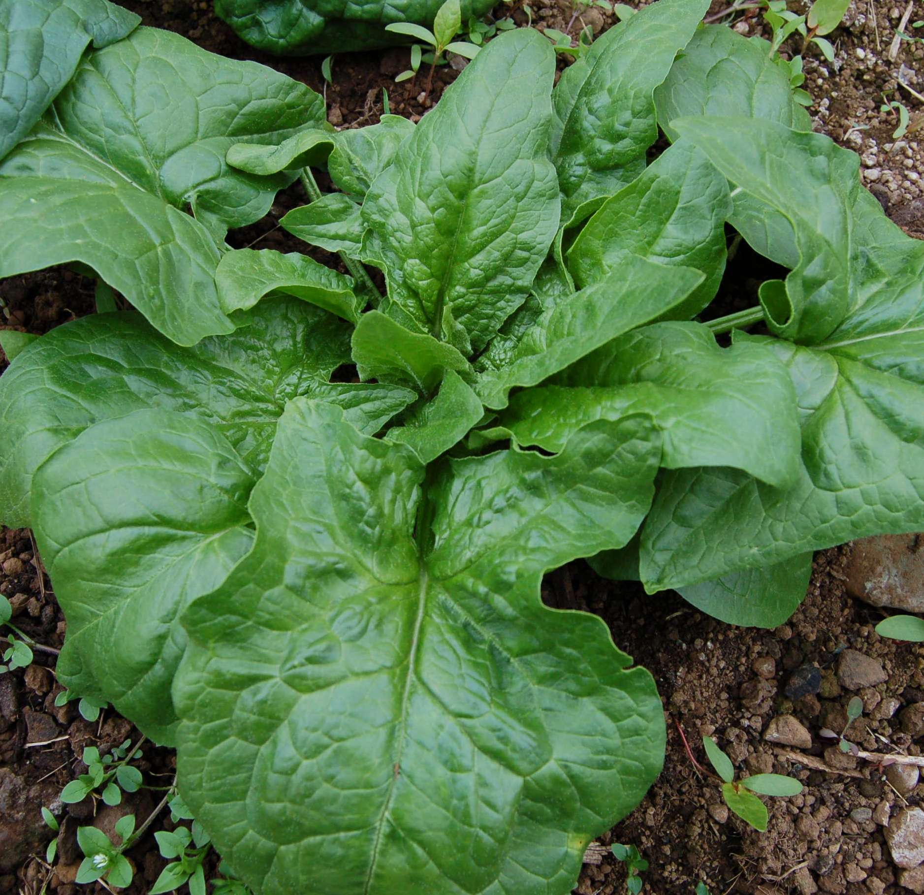 Špenát - Zimný gigant (semená)