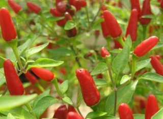 Thai culinary (rastlina)