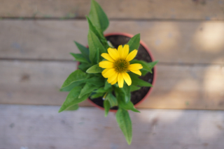 Echinacea - Sombrero Yellow (semená)