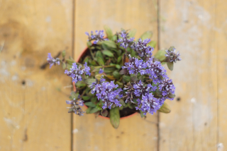 Zbehovec - Ajuga (rastlina)