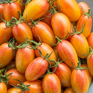 Blush - paradajka (semená)