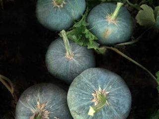 Ambar - tekvica (semená) 