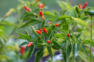 Chilli Rawit (semená) 