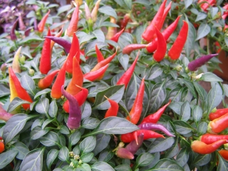 Sangria Ornamental (semená)