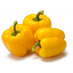 Asti giallo- Sladká paprika ( semená)