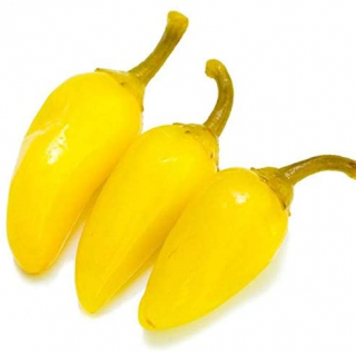 Jalapeno yellow (semená)